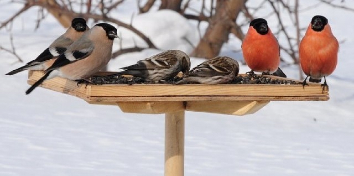 Зимующие птицы. Как им помочь?