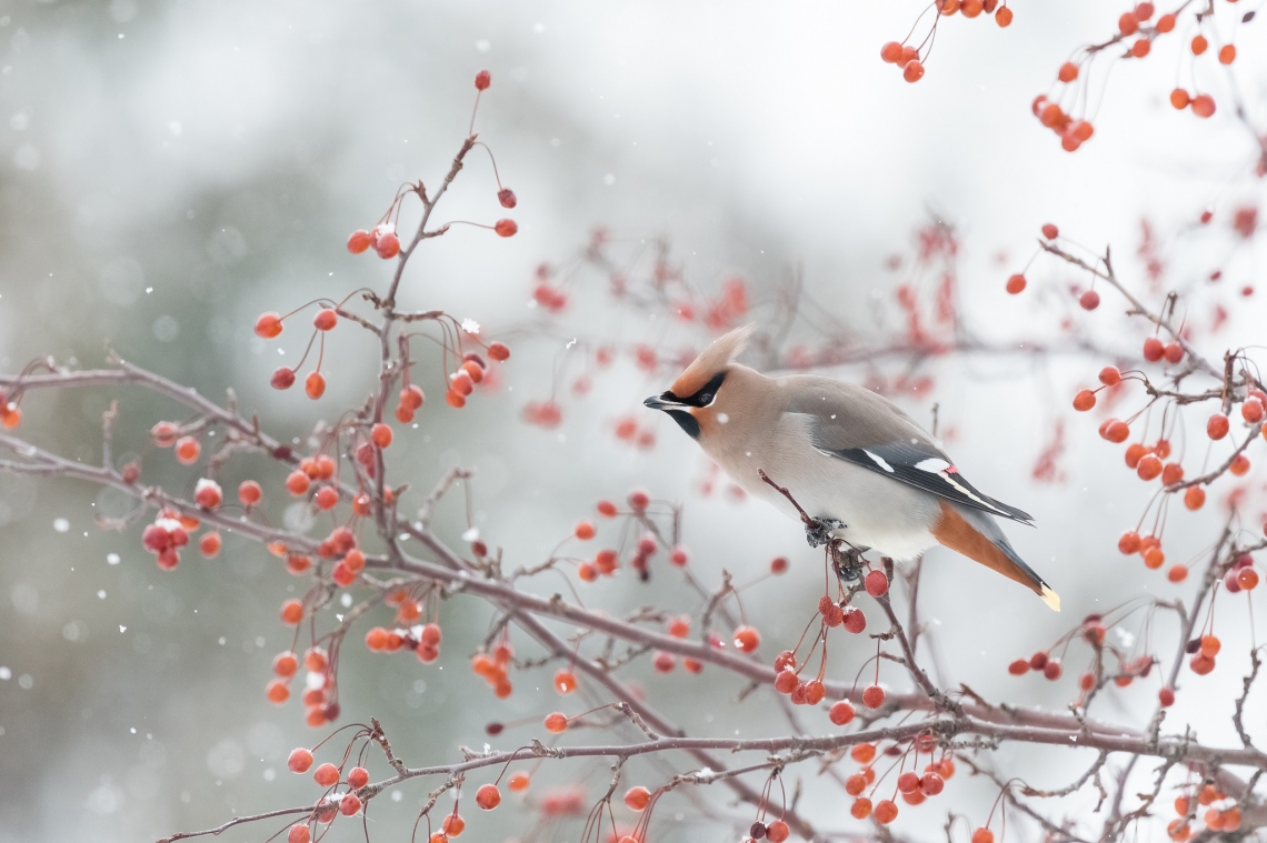 Как помочь птицам зимой