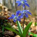 Ранней весной появляется в лесной зоне Глушковского района  первый цветок- пролеска.