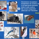 15 января- День зимующих птиц в России